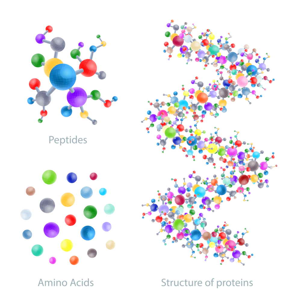 Что такое пептиды, чем они полезны?: что такое пептиды в косметологии, где  они содержатся