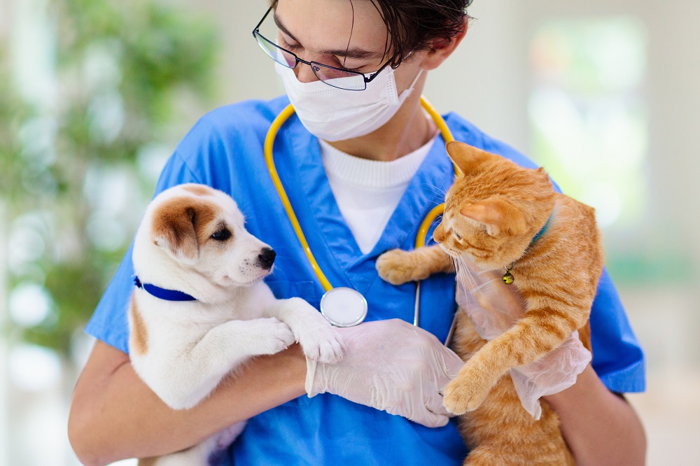 Передается ли коронавирус от животных к человеку: симптомы и лечение  болезни у собак и кошек